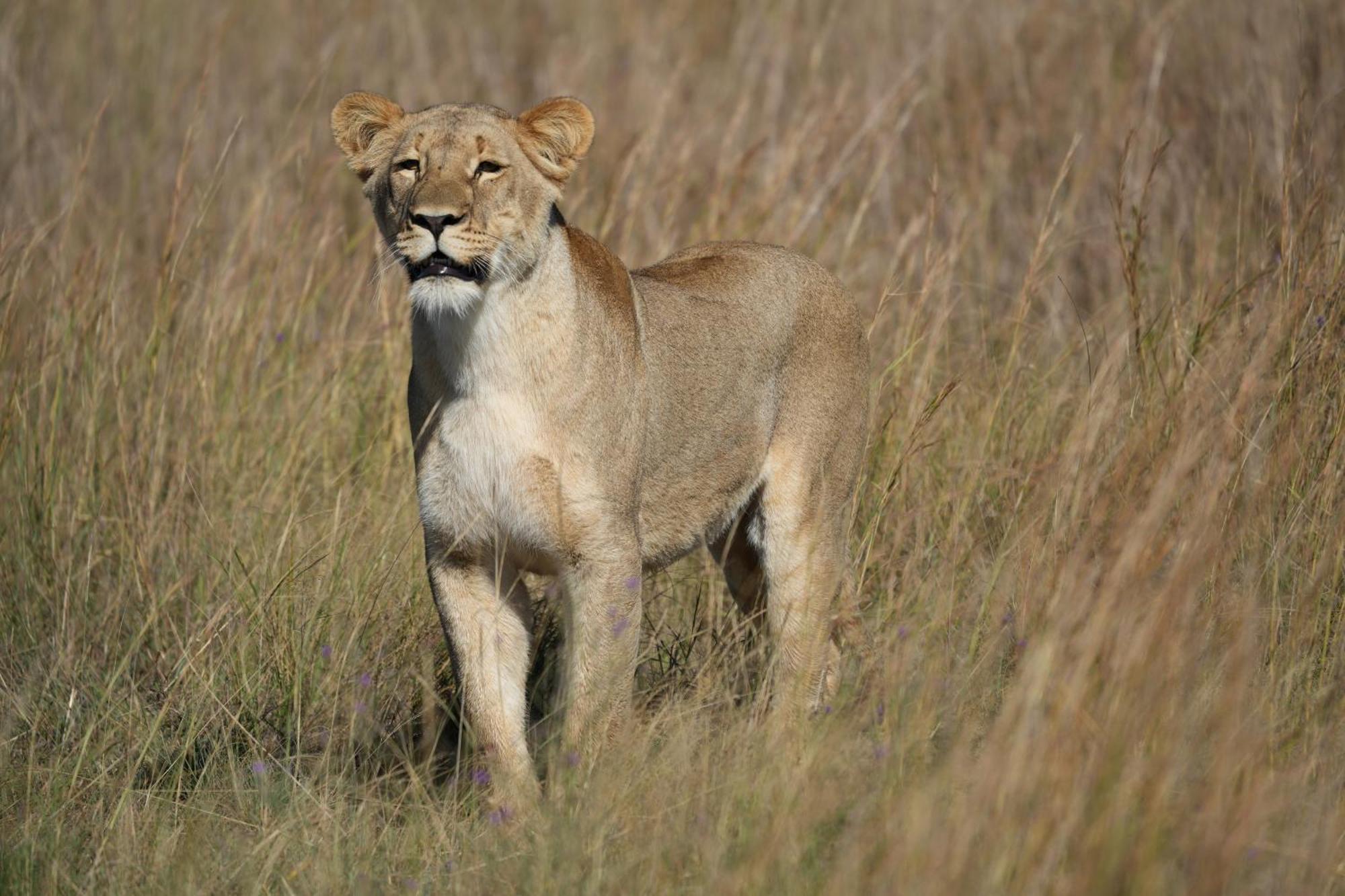 Shibula Safari Lodge Заповедник Велгевонден Экстерьер фото
