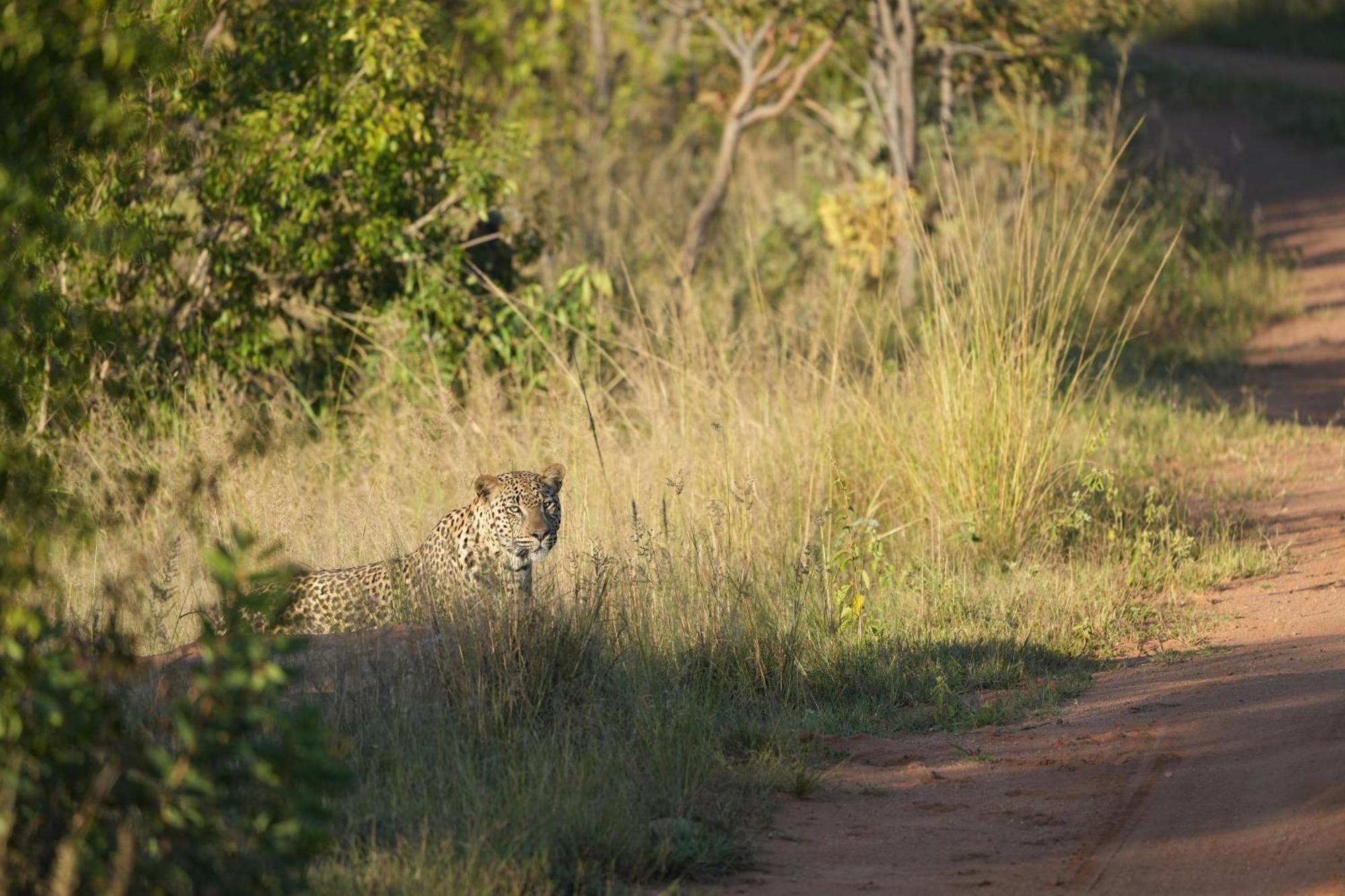Shibula Safari Lodge Заповедник Велгевонден Экстерьер фото
