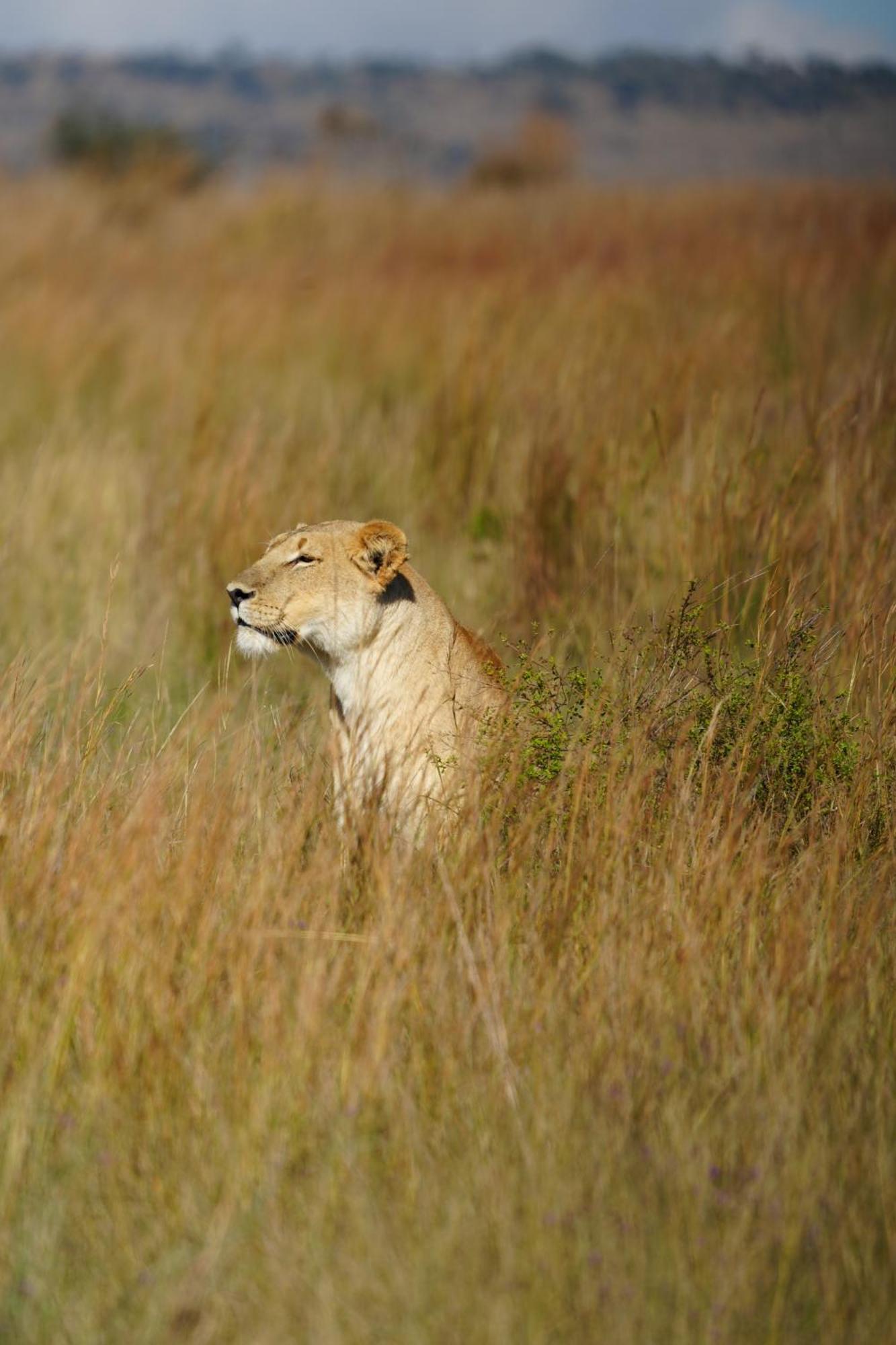Shibula Safari Lodge Заповедник Велгевонден Экстерьер фото