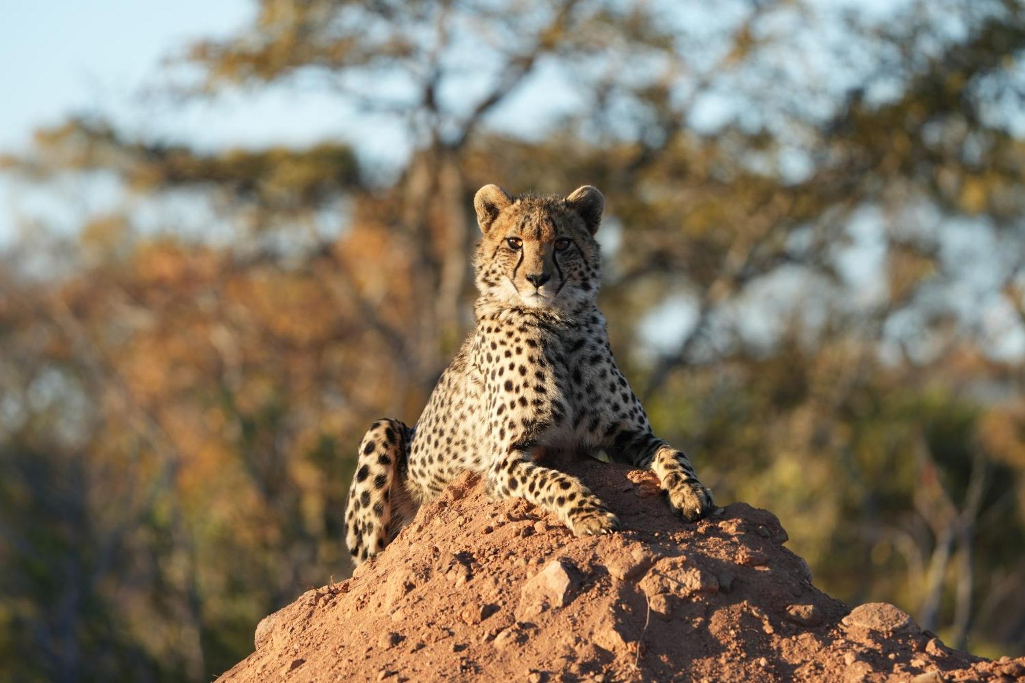 Shibula Safari Lodge Заповедник Велгевонден Экстерьер фото